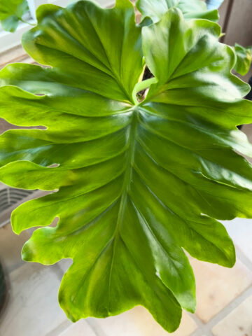 thaumatophyllum-bipinnatifidum-selloum-revive