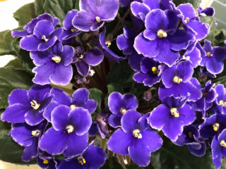 What Window is Best for African Violets & More Care Tips