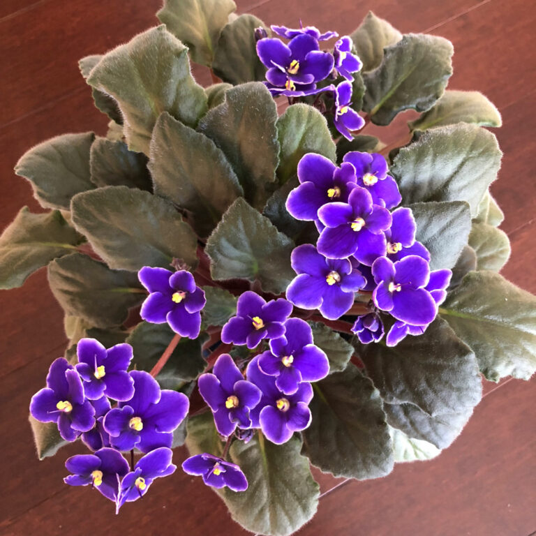 What Window Is Best For African Violets & More Care Tips