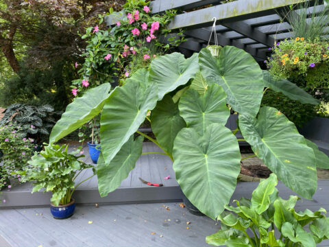 11 Colocasia Varieties - Add a Tropical Touch to Your Garden