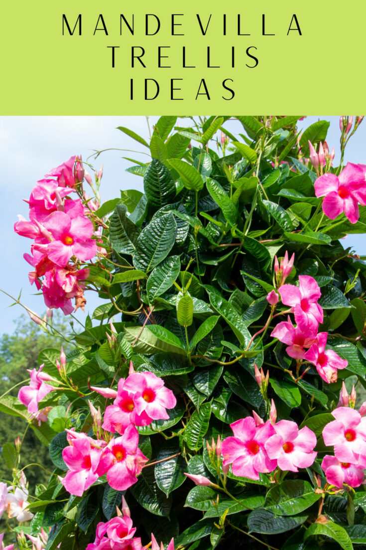 Mandevilla Trellis Ideas & Care Tips to Grow Stunning Plants