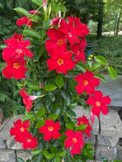 Mandevilla Trellis Ideas & Care Tips to Grow Stunning Plants