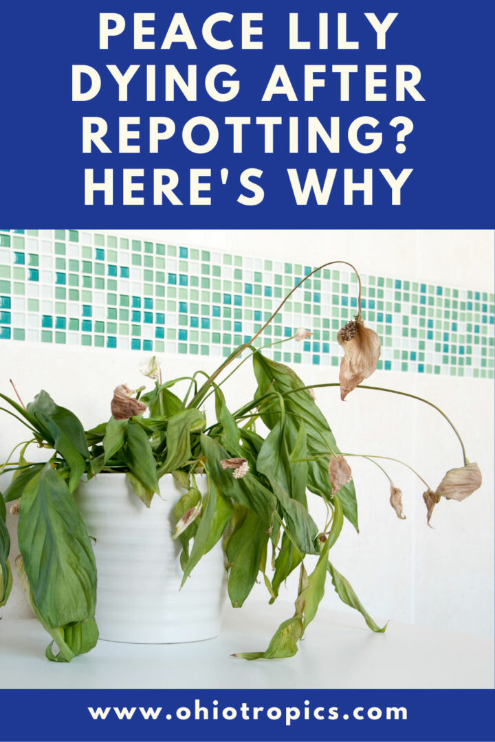 peace-lily-dying-after-repotting-reasons-you-never-knew