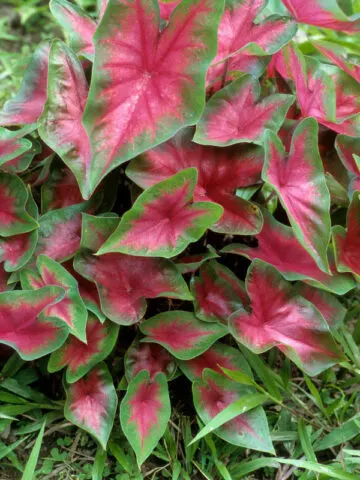 planting-caladium-bulbs