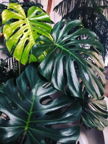 why-is-my-monstera-not-growing