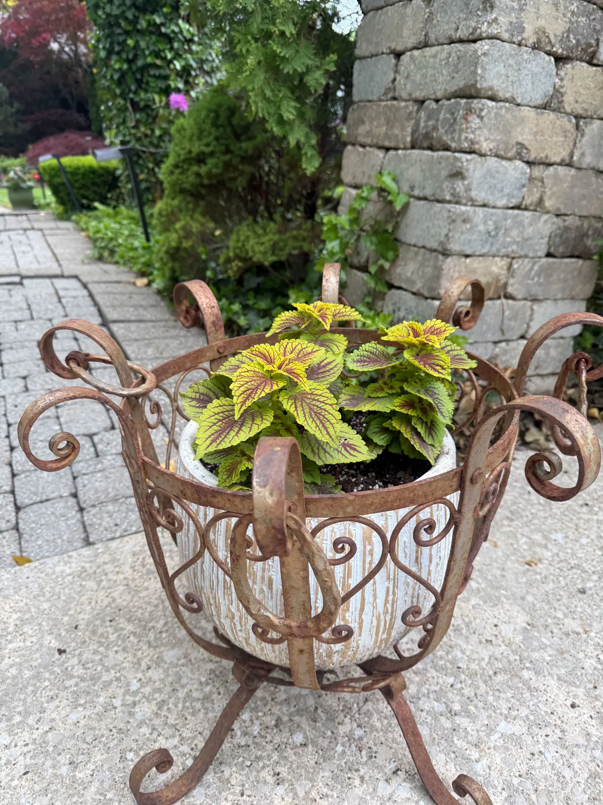 coleus-in-pots