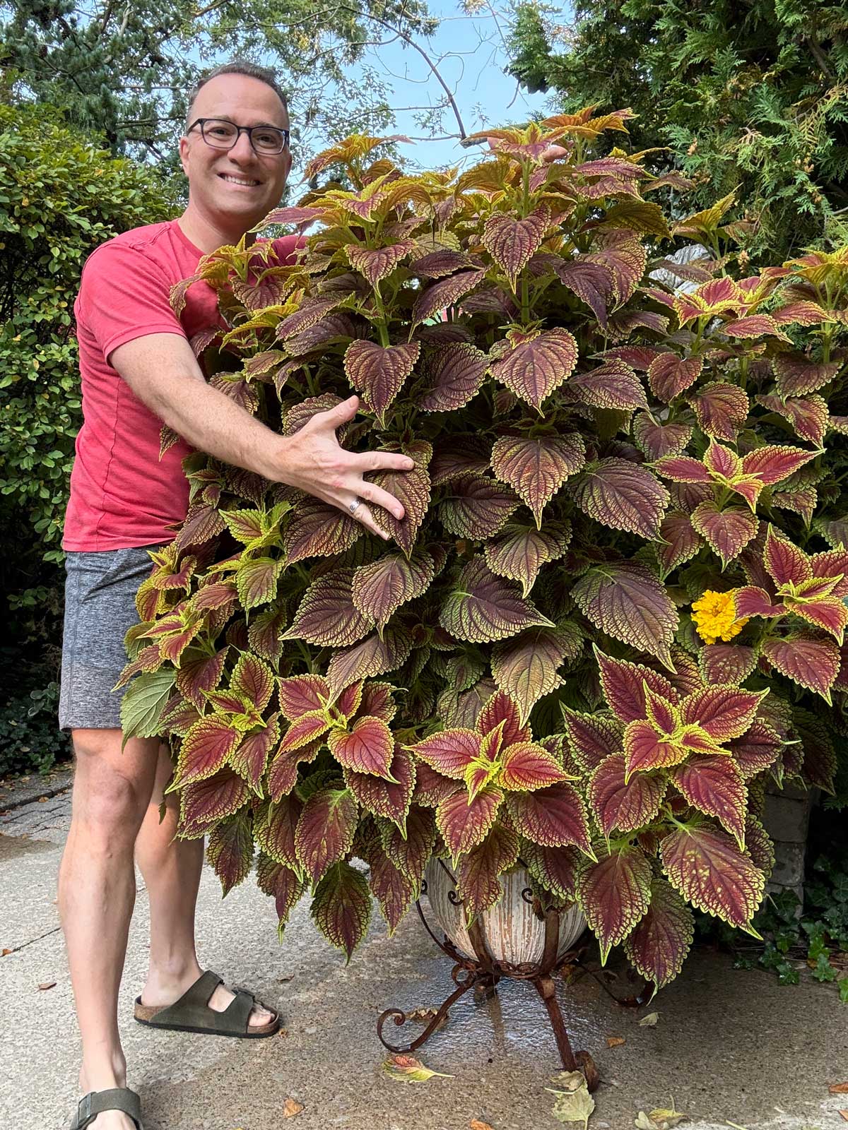 big-coleus-plants-in-pots