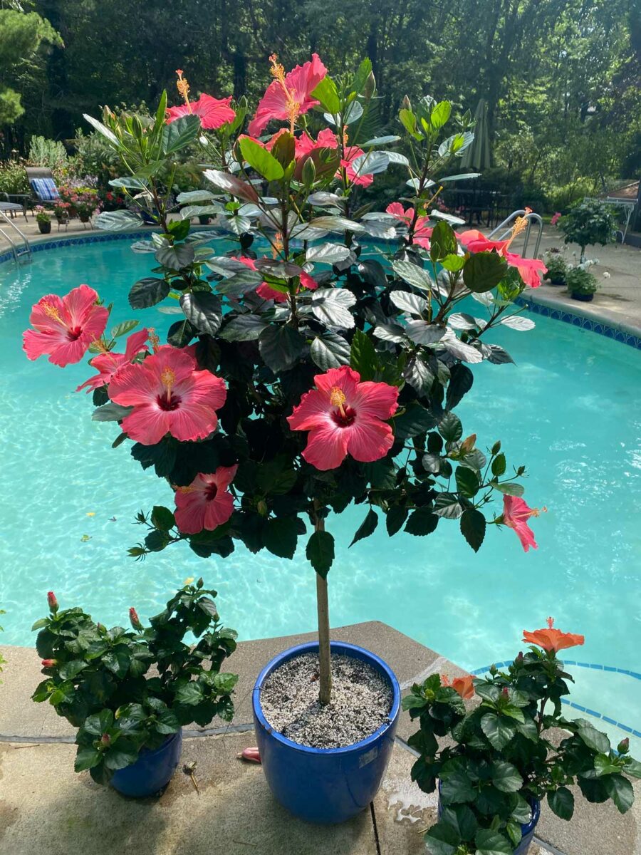 Are Hibiscus Plants Annuals or Perennials? (w/ pics) – GardenInBloom.com