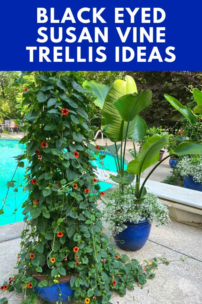 black-eyed-susan-vine-trellis-ideas-consejos-de-cuidado-thunbergia