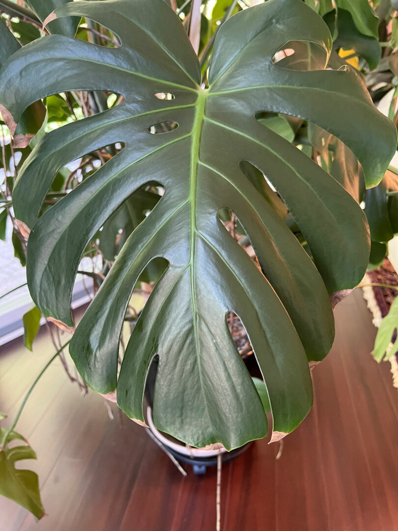 Monstera Brown Tips - 6 Common Causes + Fixes