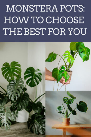 Monstera Pots: 4 Tips in Choosing the Best Pot for Monstera