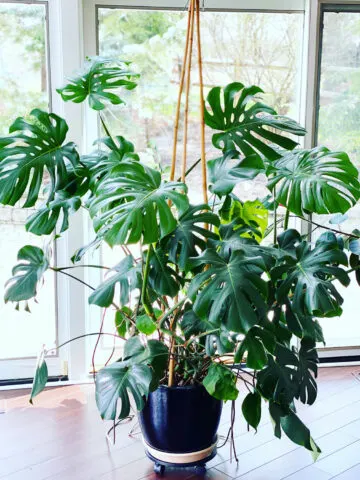 monstera-support-tripod-teepee