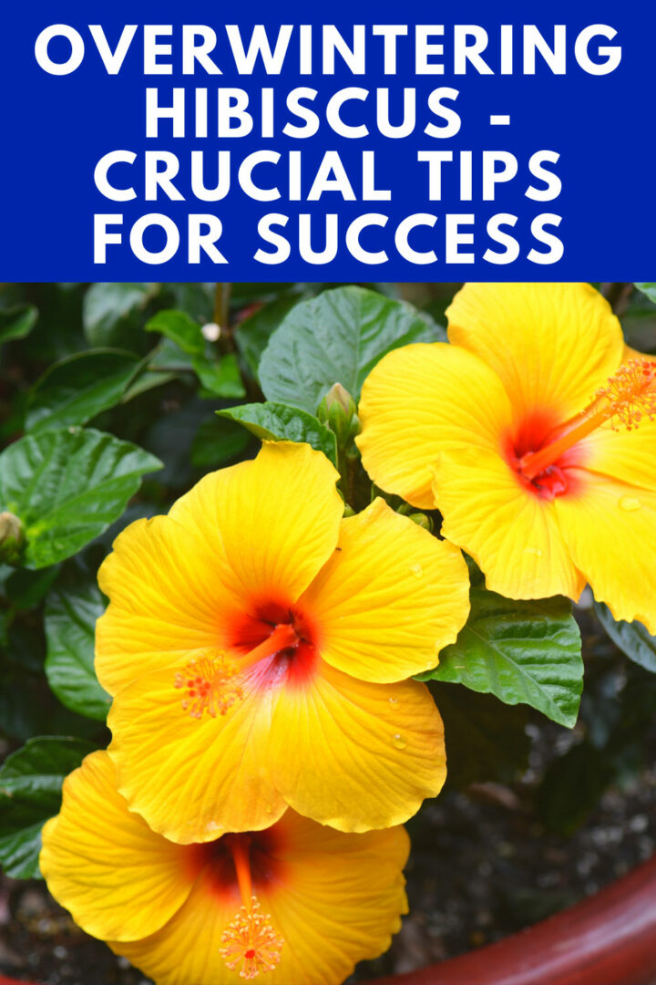 Overwintering Hibiscus - 5 Simple Steps for Success