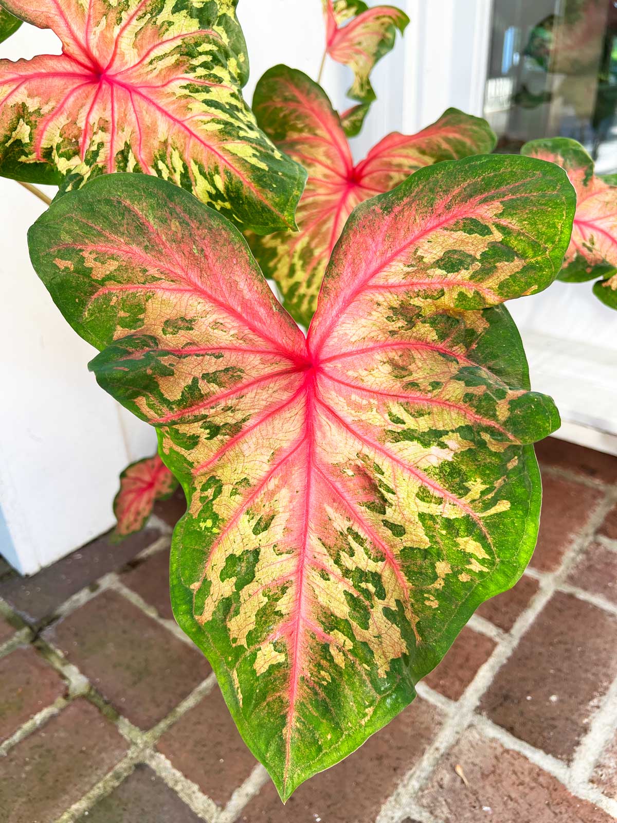 Caladium Problems: 10 Common Problems & Questions Answered!