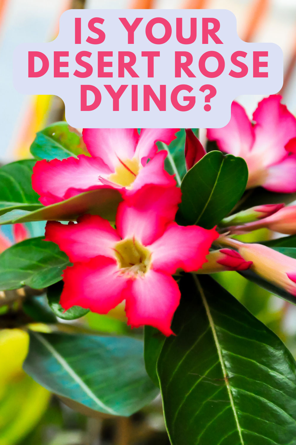 Desert Rose Dying? 11 Helpful Tips to Grow Adenium obesum