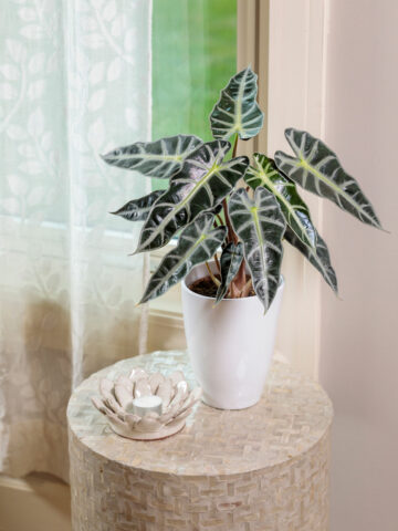 Alocasia-bambino-care