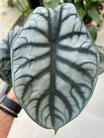 Alocasia-silver-dragon-baginda