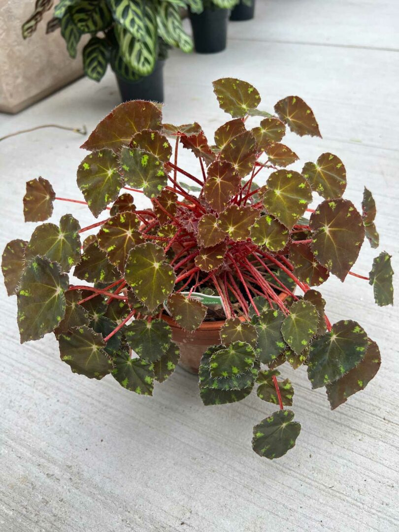 Begonia Types: Top 21 Types to Brighten Up Your Indoor Space