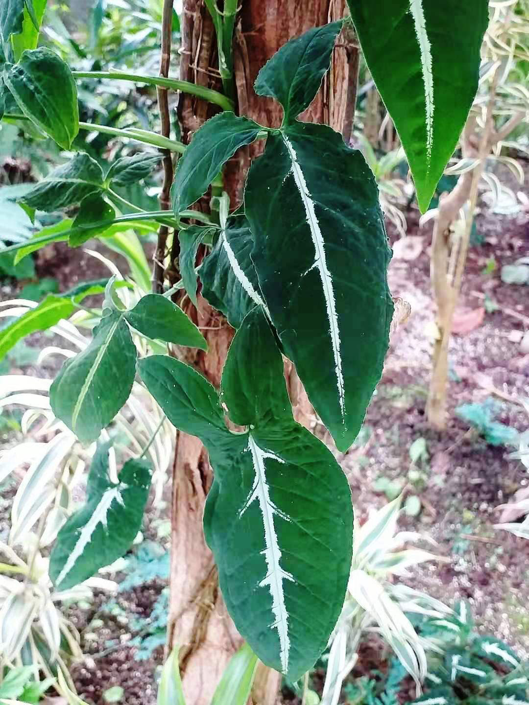 Syngonium Varieties: 23 Gorgeous Types of Arrowhead Vine