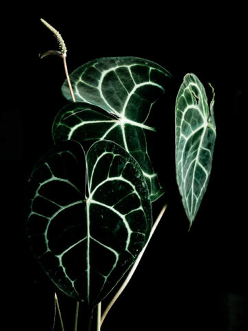 anthurium-clarinervium