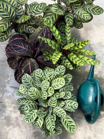 zero-water-filter-calathea