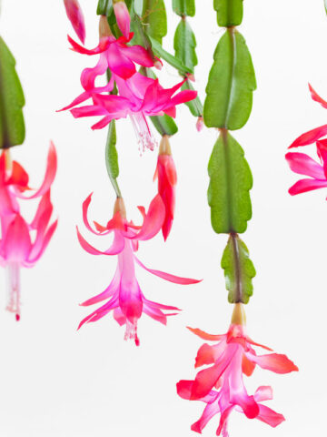 christmas-cactus-no-sun