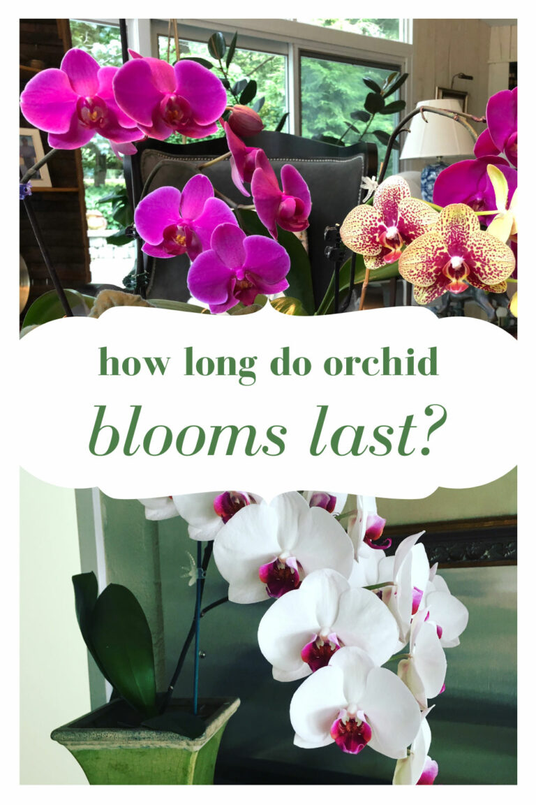 How Long Do Orchid Blooms Last + Tips to Last Longer