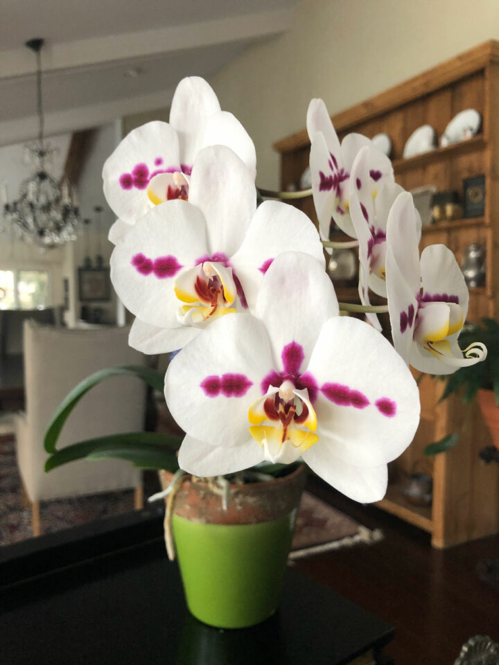 How Long Do Orchid Blooms Last + Tips to Last Longer