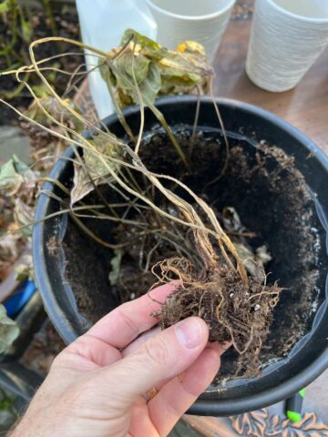 overwintering-caladium