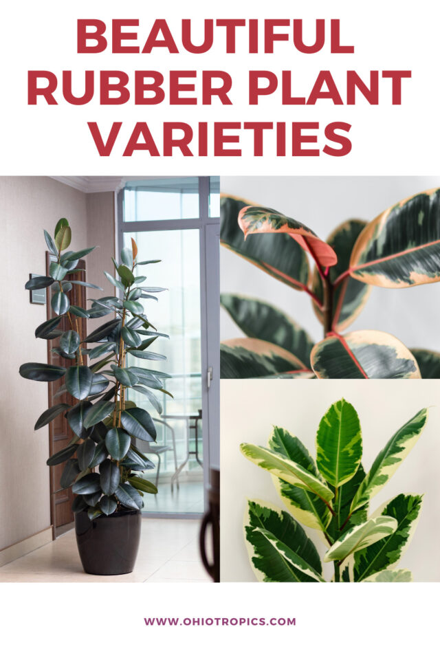 Rubber Plant Varieties: 11 Ficus Elastica Types (w/ Pics)