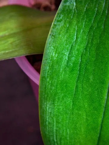 wrinkled-orchid-leaf