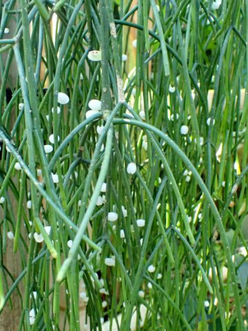 Rhipsalis-baccifera