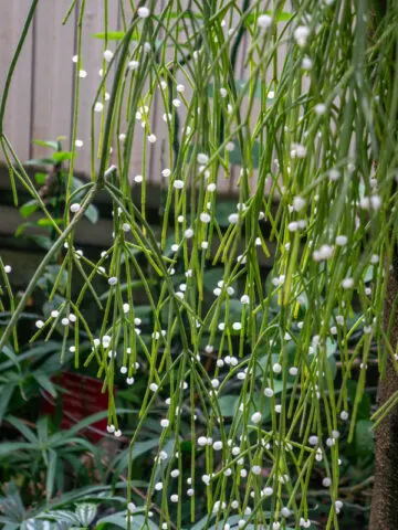 Rhipsalis-baccifera