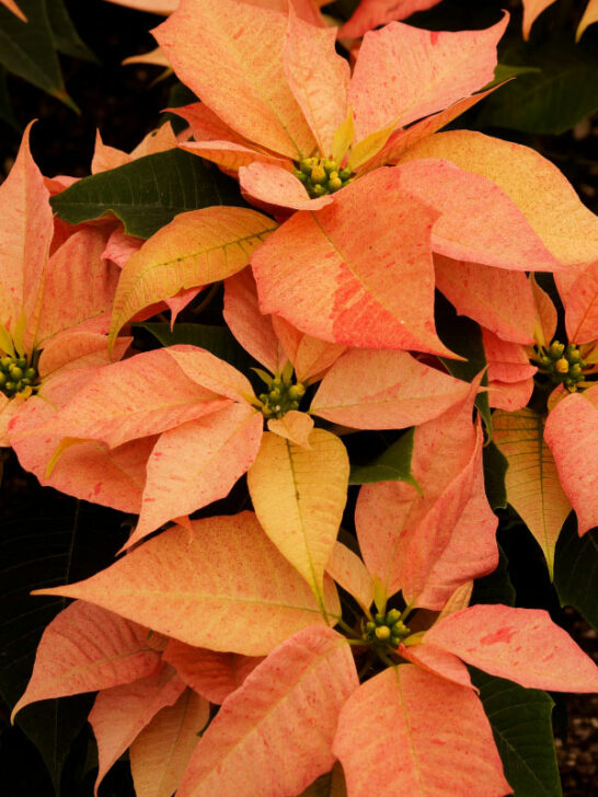 What To Do With Poinsettias After Christmas: Monthly Care