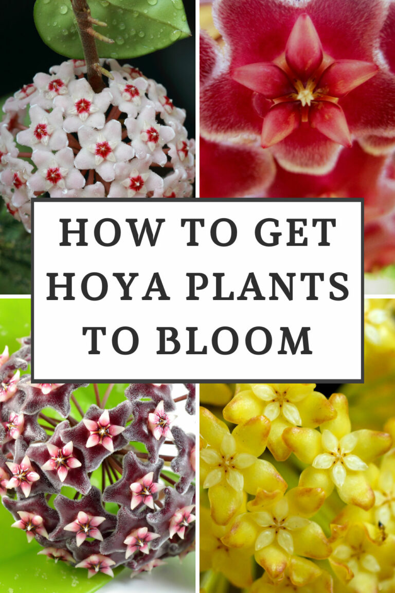 How to Get Hoya Plants to Bloom: 5+ Epic Tips