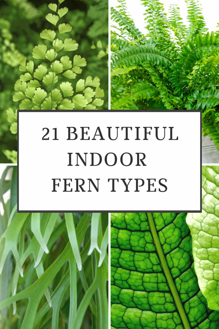 21 Stunning Indoor Fern Types to Green Up Your Home