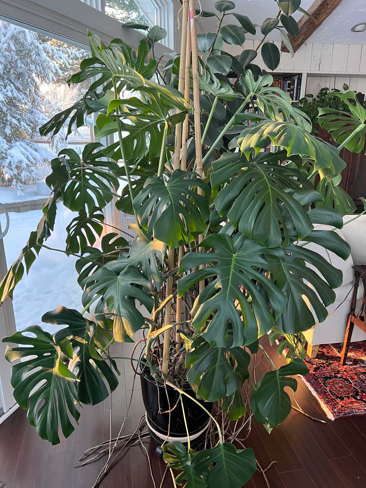 Do Monstera Need Sunlight