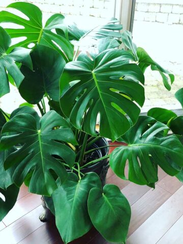 do-monstera-plants-need-sunlight