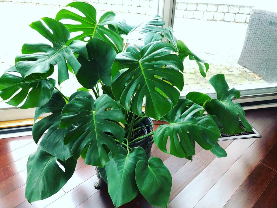 Monstera Deliciosa Care & Repotting: 5 Crucial Tips