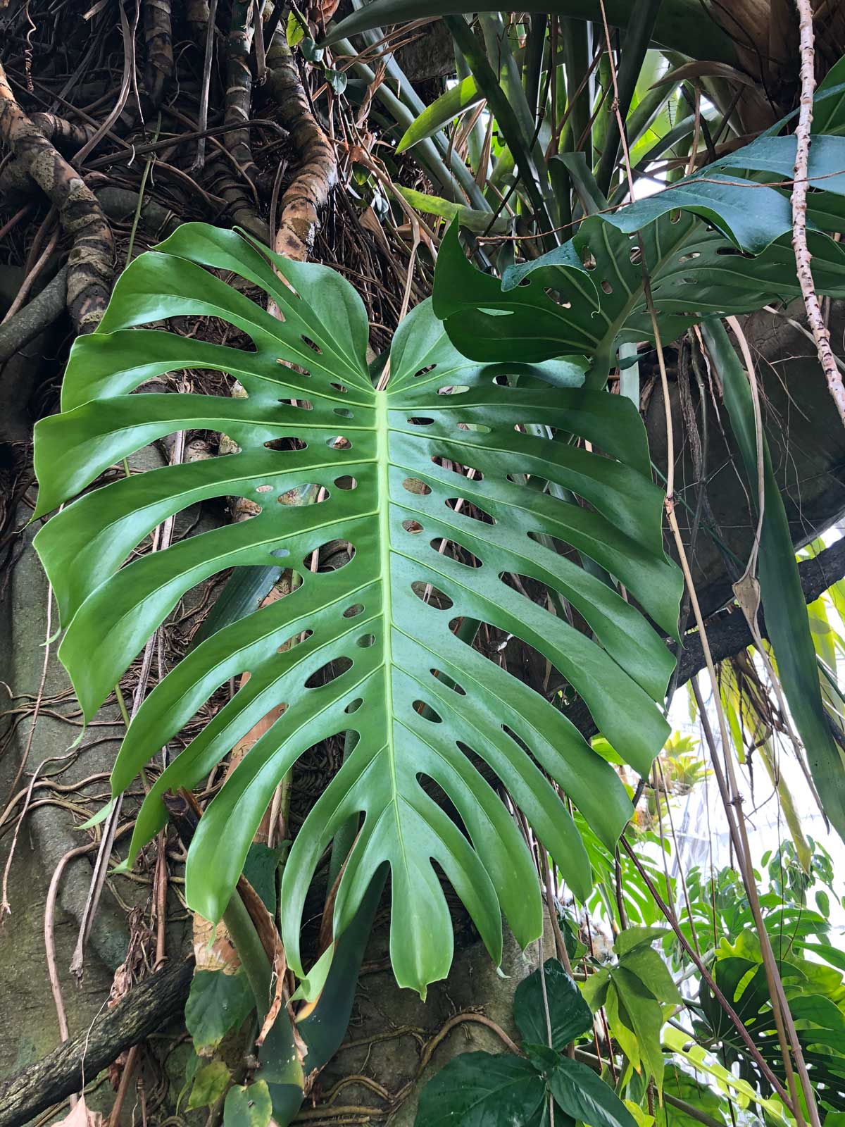 Do Monstera Plants Need Sunlight? 5 Complete, Easy Tips – GardenInBloom.com