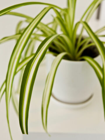 How Often To Water Spider Plant: 5 Useful Tips