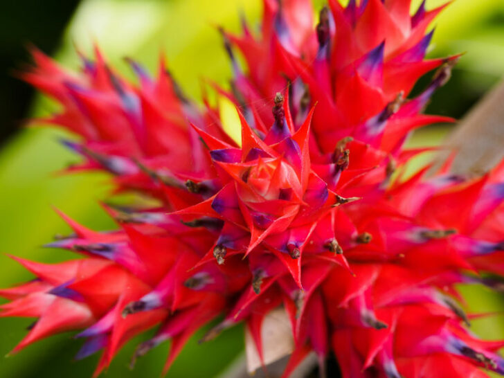 19 Stunning Types Of Bromeliads To Grow Indoors 7273