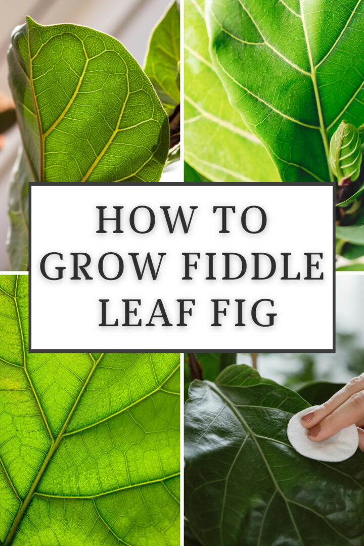 How To Grow Fiddle Leaf Fig Indispensable Tips