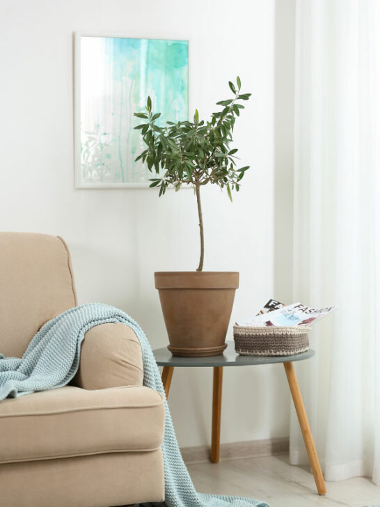 30 BEST LARGE PLANTS FOR LIVING ROOM AREAS