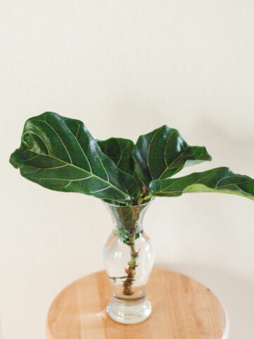 propagate-fiddle-leaf-fig-in-water