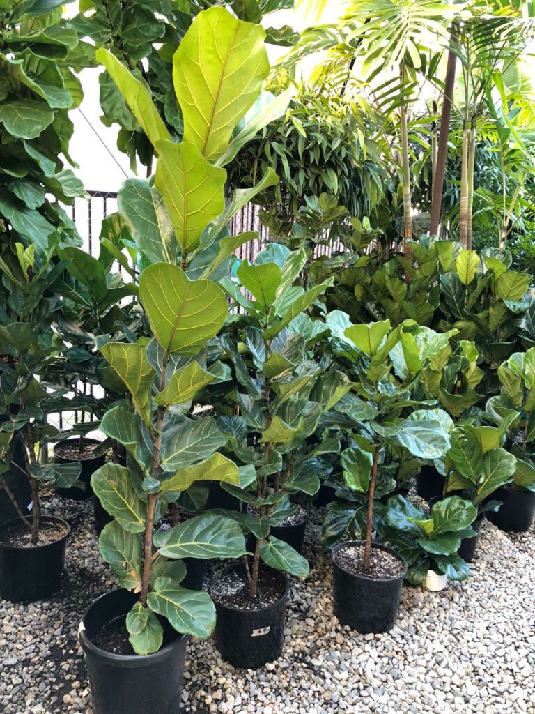 What Size Pot to Plant Fiddle Leaf Fig: 3 Easy Tips