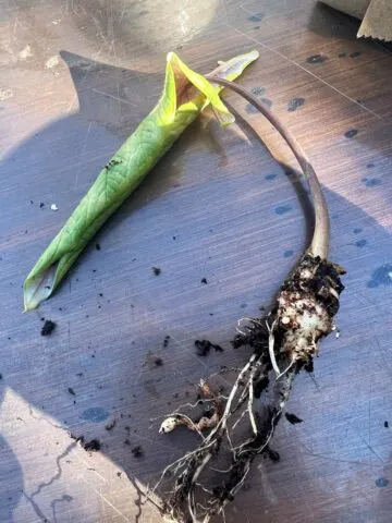 alocasia-root-rot