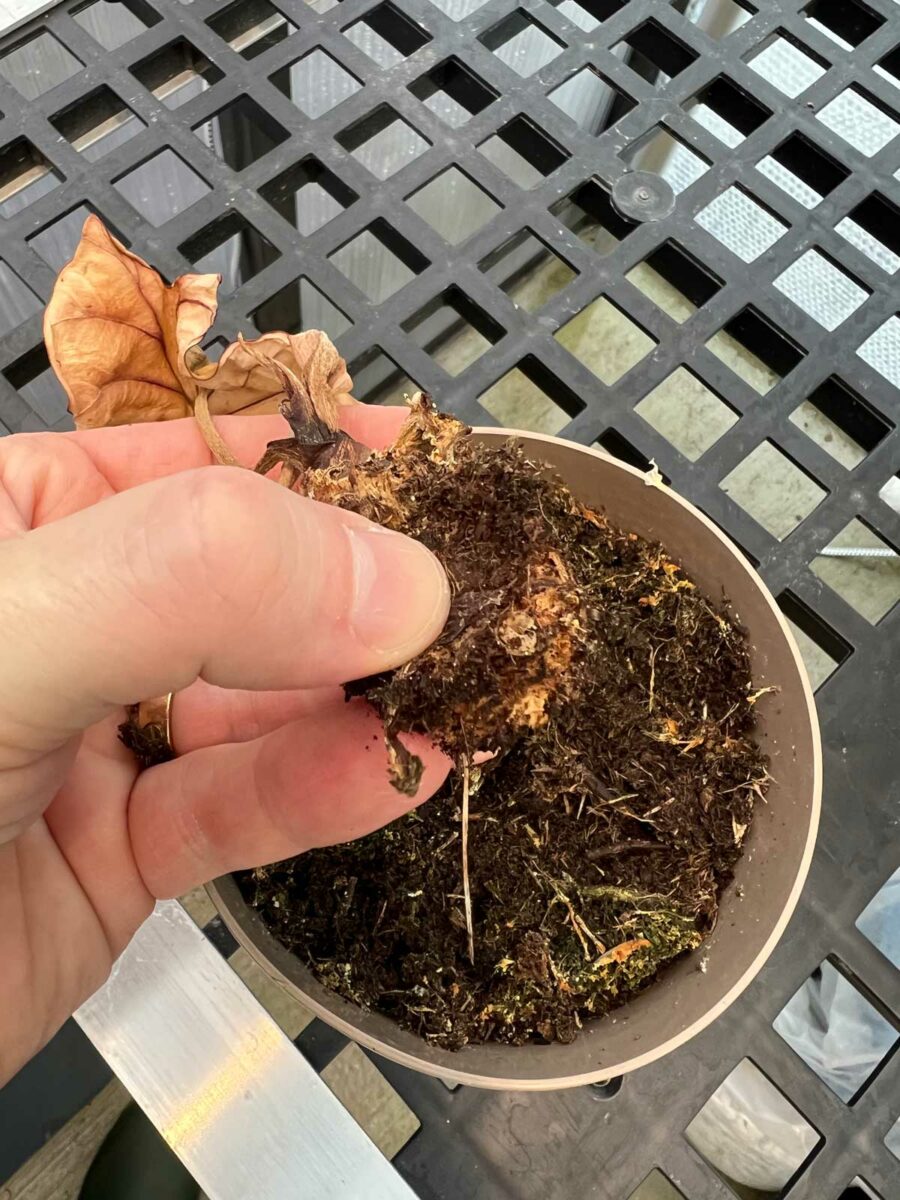 How to Stop Root Rot in Plants: 3 Crucial Measures