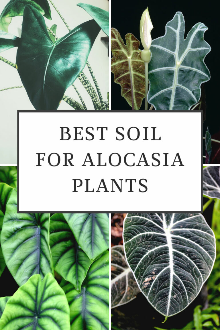 Best Soil for Alocasia: 3 Amazing Blends to Use