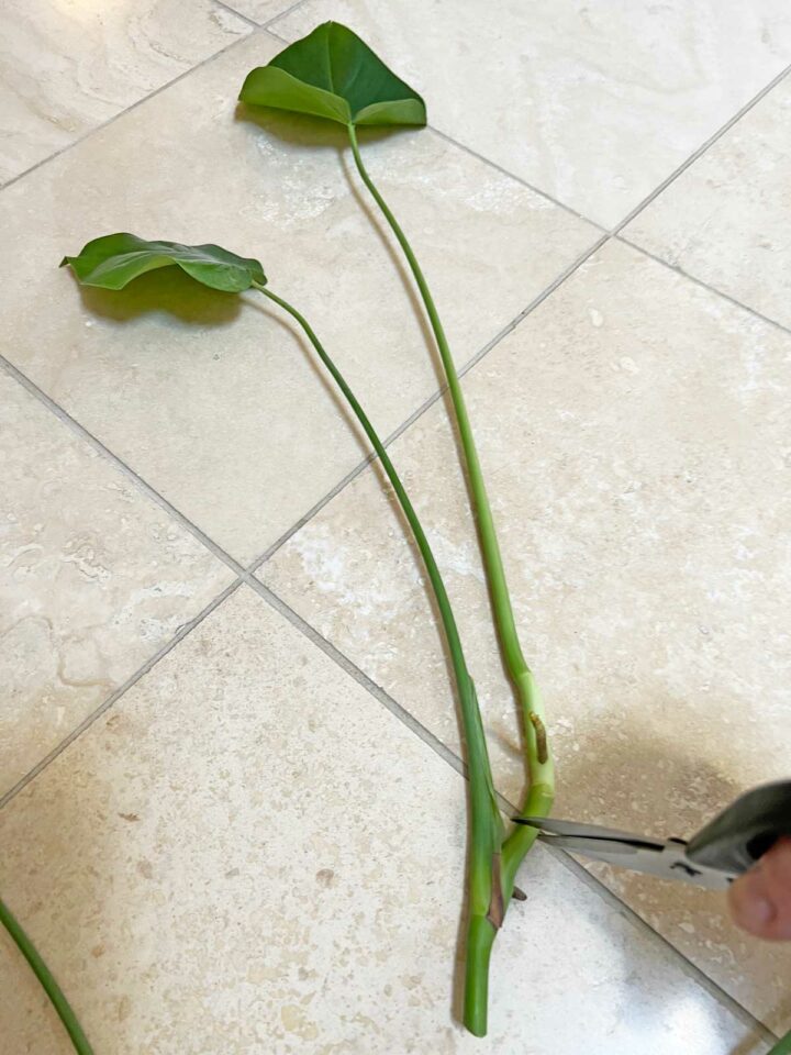 How To Propagate Monstera In Water: 3 Easy Steps (w  Photos)